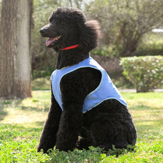Gilet Rafraîchissant pour Animaux de Compagnie de Taille Moyenne InnovaGoods - M