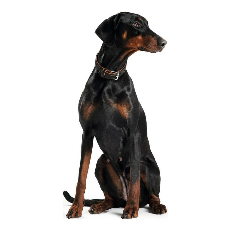 Collier pour Chien Hunter Canadian Noir black (37-43 cm)
