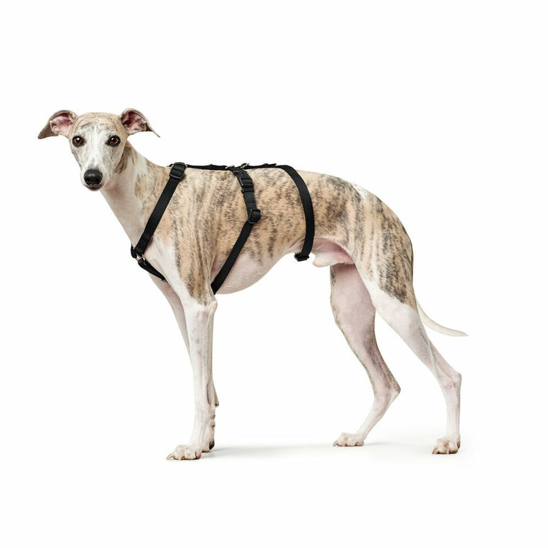 Harnais pour Chien Hunter Noir Taille M/L