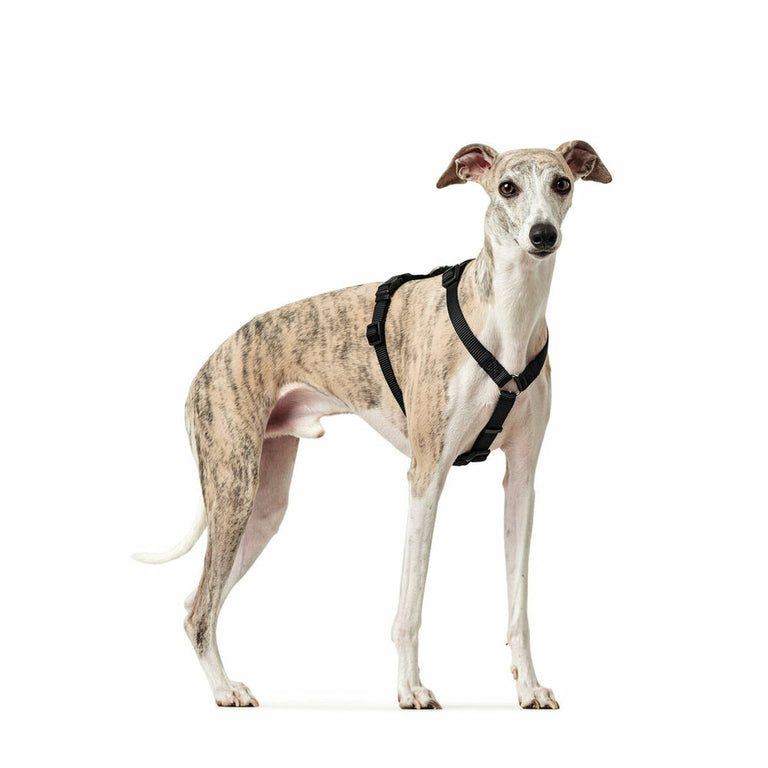 Harnais pour Chien Hunter Noir Taille M/L