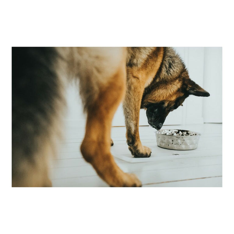 Mangeoire pour chiens Hunter Namy Argenté Acier inoxydable Élégant (20,4 x 24,3 x 7,3 cm)