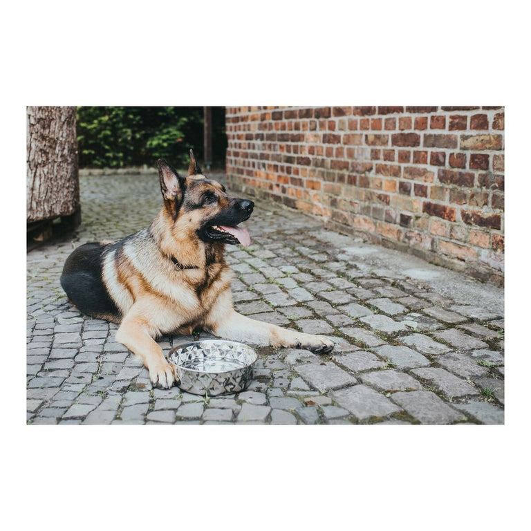 Mangeoire pour chiens Hunter Namy Argenté Acier inoxydable Élégant (23,2 x 27,7 x 8,5 cm)