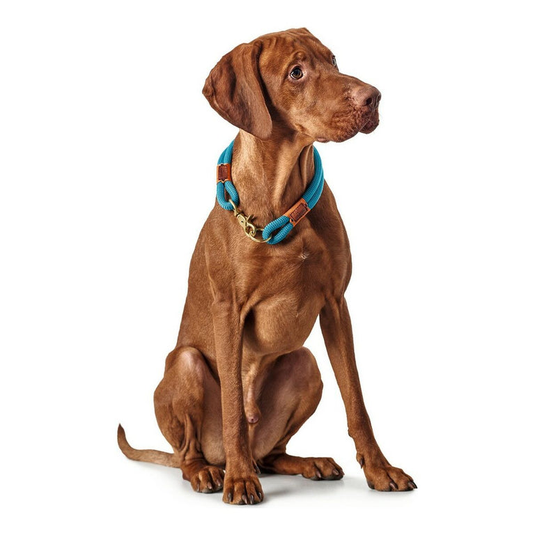 Collier pour Chien Hunter OSS Bleu (30 cm)