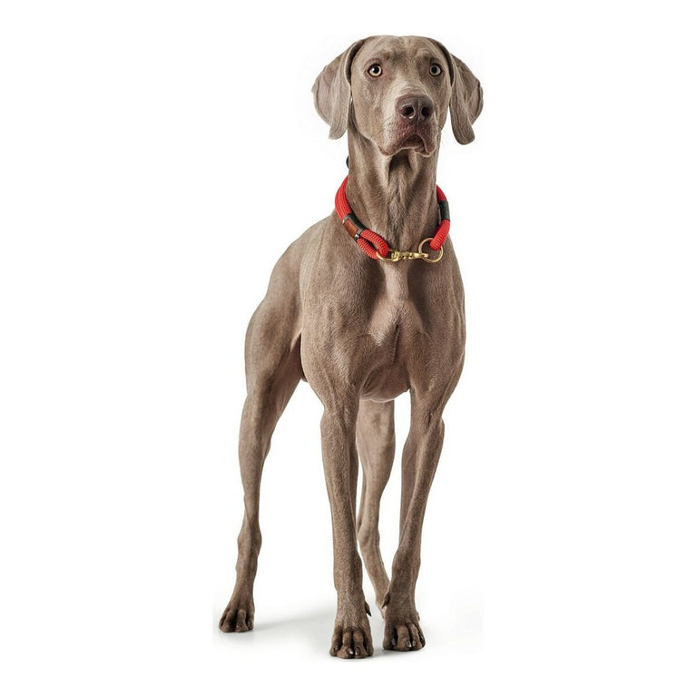 Collier pour Chien Hunter OSS Rouge (35 cm)