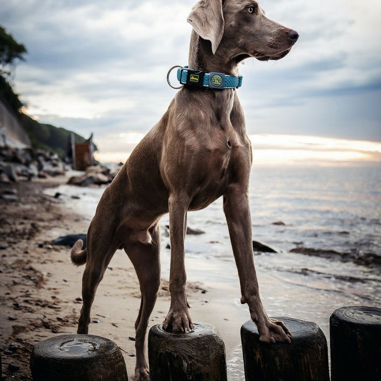 Collier pour Chien Hunter Plus Fil turquoise Turquoise Taille L (40-60 cm)