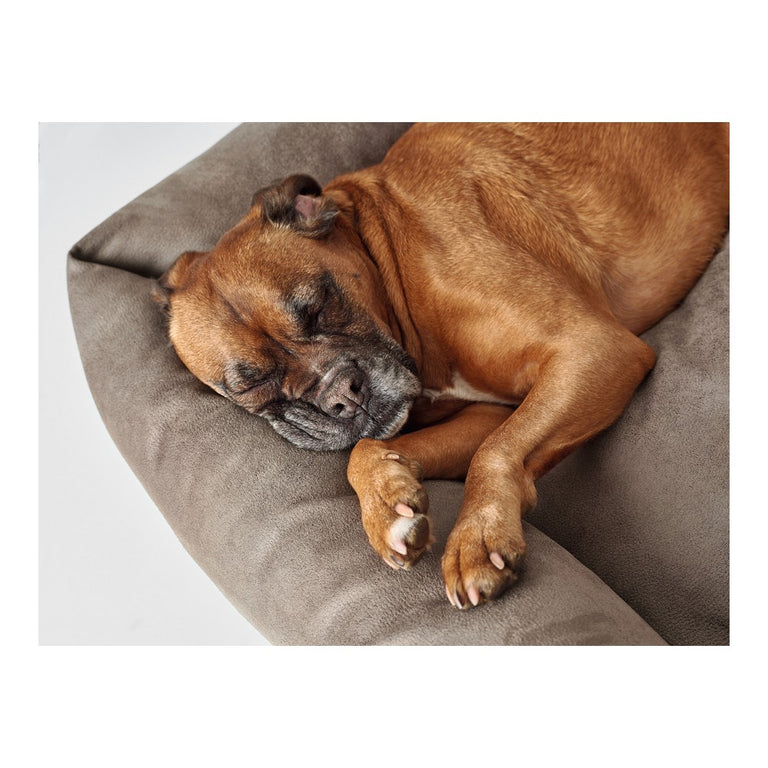 Canapé pour chien Hunter Bologna Cuir synthétoqie Gris (70 x 50 cm)
