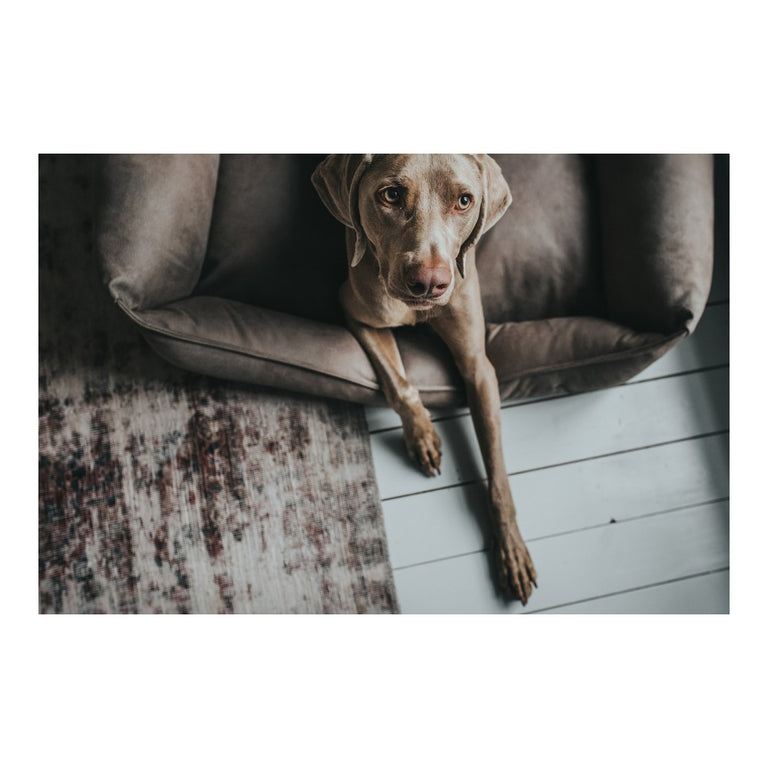 Canapé pour chien Hunter Bologna Cuir synthétoqie Gris (70 x 50 cm)