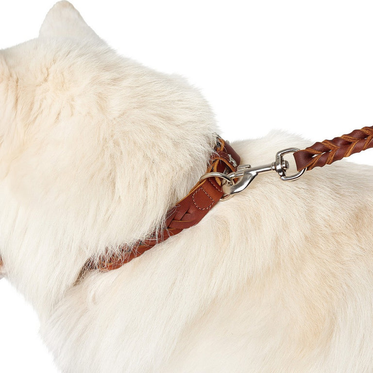 Collier pour Chien Hunter Solid Education Cognac (35-44 cm)