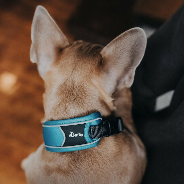 Collier pour Chien Hunter Divo turquoise Turquoise (55-65 cm)