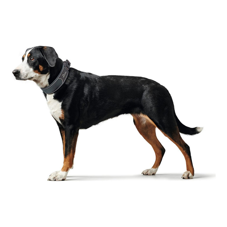 Collier pour Chien Hunter Divo Gris (45-55 cm)