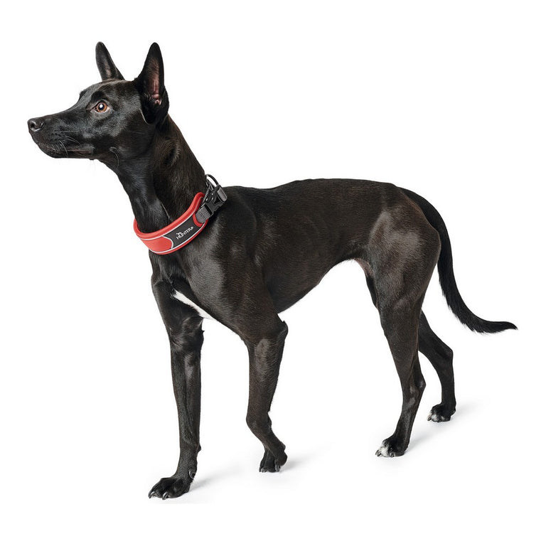 Collier pour Chien Hunter Divo Rouge (25-35 cm)