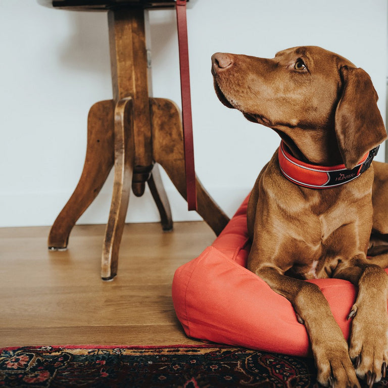 Collier pour Chien Hunter Divo Rouge (55-65 cm)