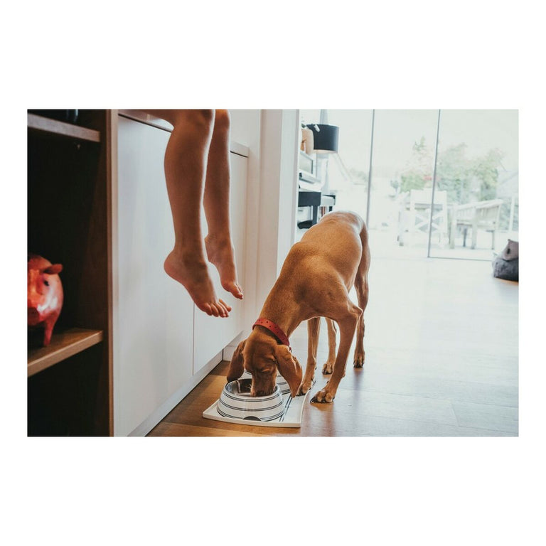 Mangeoire pour chiens Hunter SILDA Rayures Acier inoxydable Blanc