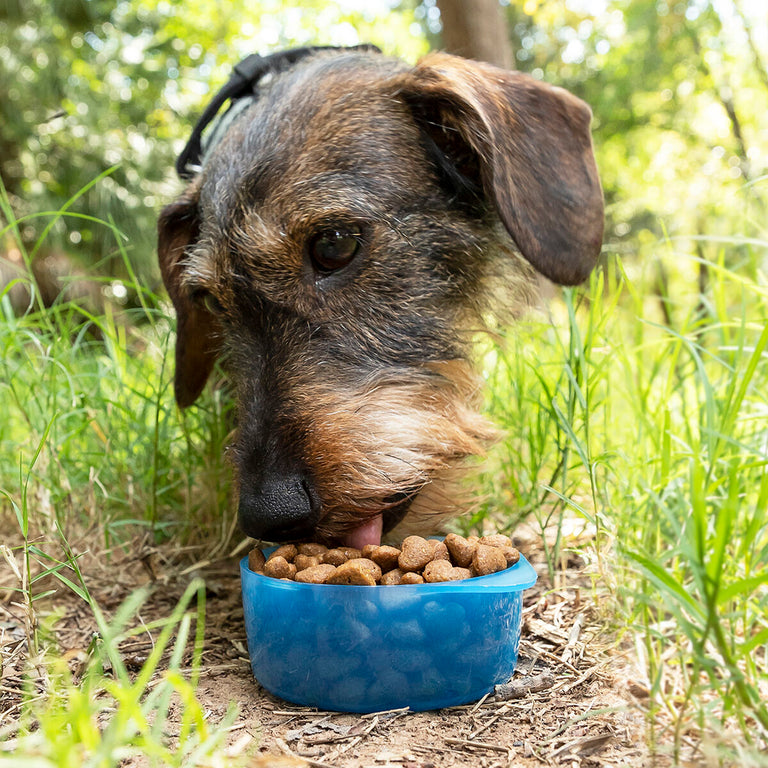 Bouteille avec Distributeur d'Eau et d'Aliments pour Animaux 2 en 1 Pettap InnovaGoods