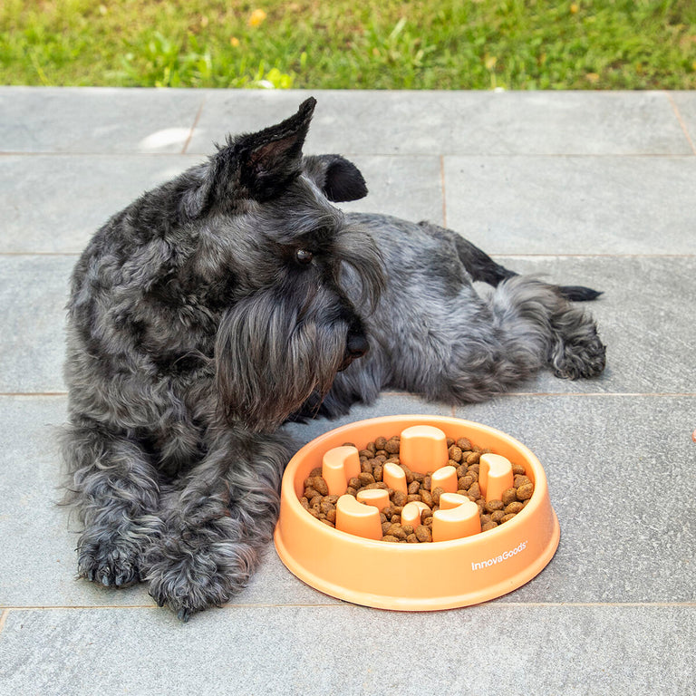 Gamelle à Alimentation Lente pour Animaux de Compagnie Slowfi InnovaGoods