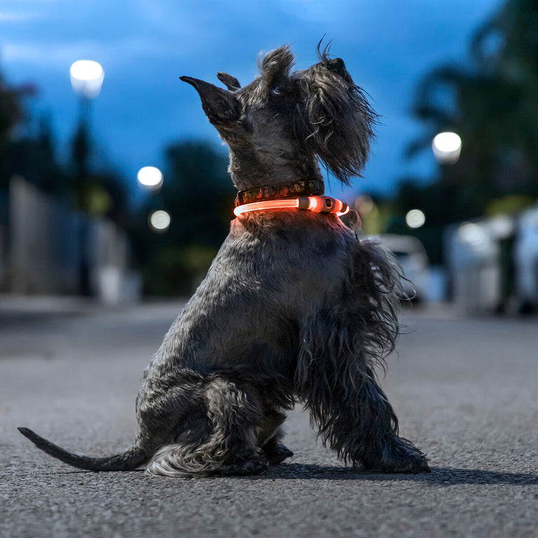 Collier à LED pour Animaux Petlux InnovaGoods