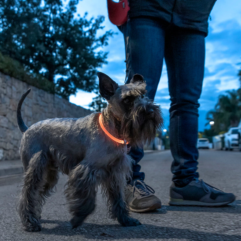Collier à LED pour Animaux Petlux InnovaGoods