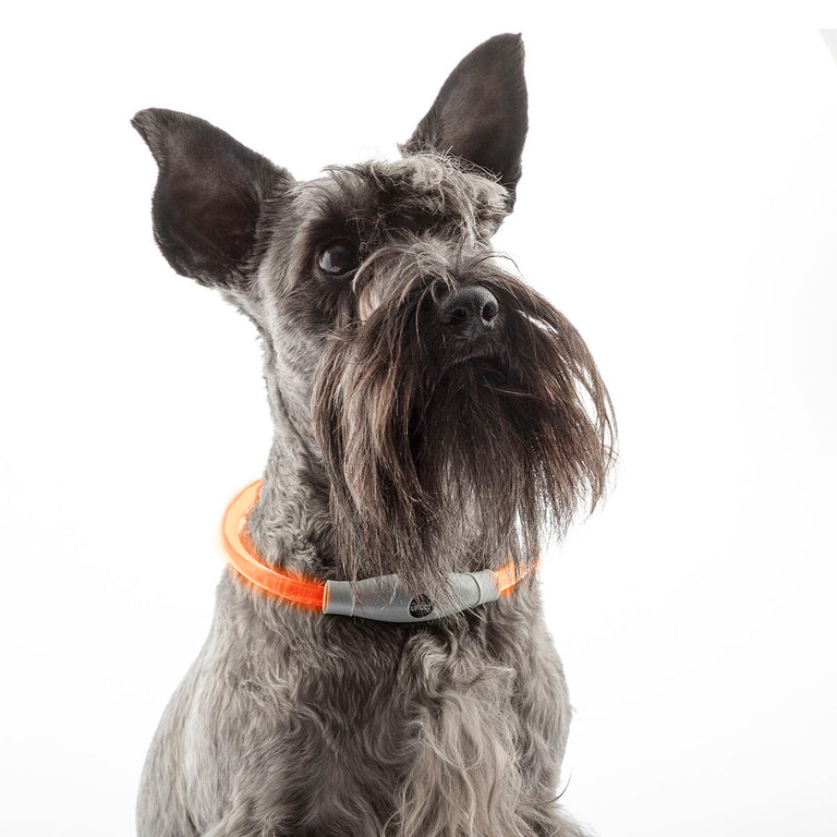 Collier à LED pour Animaux Petlux InnovaGoods