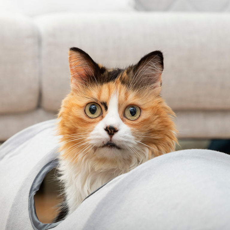 Tunnel de Jeu Pliable pour Animaux de Compagnie Funnyl InnovaGoods